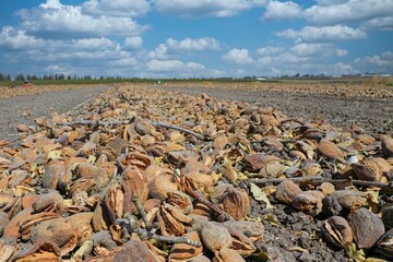 The almond fruit is spread on the ground for drying before the peeling and sale process.