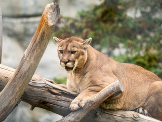 Cougar on a Branch