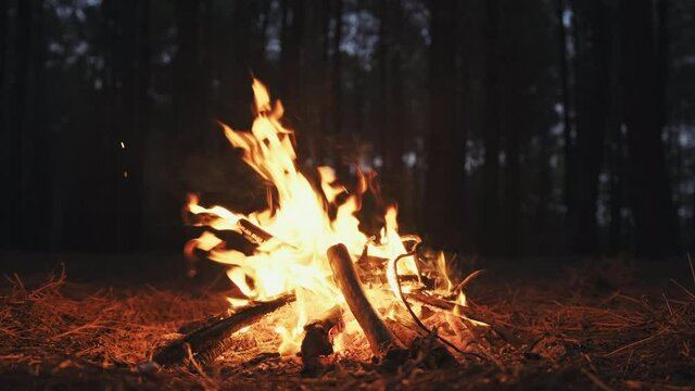 Tourists at campsite lit fire agains backdrop of pine forest late in the evening. Bright flame at late beautiful summer sunset, close up. Family. Lifestyle. Travel.  Tourism