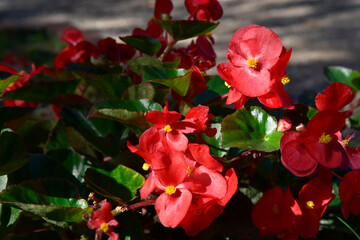 Red Flowers in the Plant