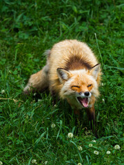 Red Fox Against Green Background