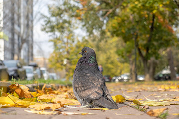 Big beautiful dove sitting on the road in sunny autumn day. Close-up dove on street with yellow ...