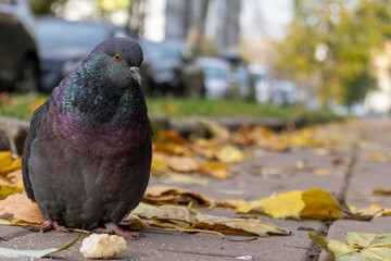 Big beautiful dove sitting on the road in sunny autumn day and eating bread. Feeding doves  close-up.
