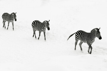 Fototapeta premium Romantic zebras huging in the snow
