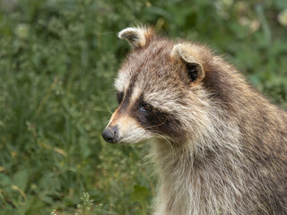 Raccoon Against Green Background