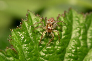 Close up shot of jumping spider on a leaf
