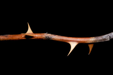 Extreme close up shot of brown rose stem with thorns against black background
 - obrazy, fototapety, plakaty