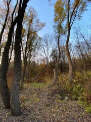forest in autumn