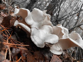 mushroom on the tree