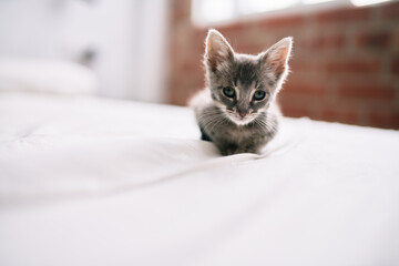 Naklejka na ściany i meble Beautiful and cute furry grey small kitty cat playing on the bed on a sunny day