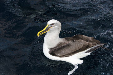 Buller’s Albatross (Thalassarche bulleri) near Stewart Island, South New Zealand