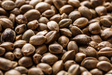 Many Cannabis seeds. Macro detail of marijuana seed.Hemp seeds background in macro.Medicinal cannabis.top view