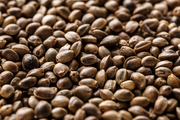Many Cannabis seeds. Macro detail of marijuana seed.Hemp seeds background in macro.Medicinal cannabis.top view