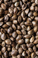 Many Cannabis seeds. Macro detail of marijuana seed.Hemp seeds background in macro.Medicinal cannabis.top view