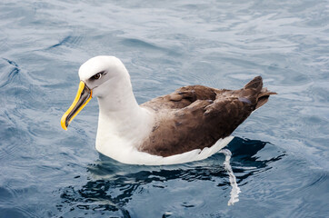 Buller’s Albatross (Thalassarche bulleri) near Stewart Island, South New Zealand