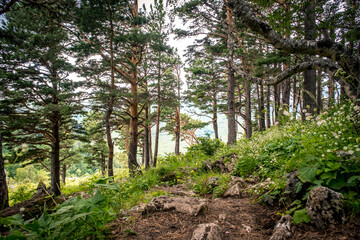 Pine tree against the background of mountains, green meadows and forests. Beautiful crooked...