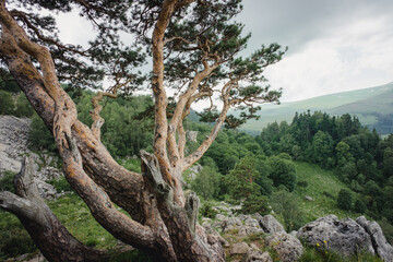 Pine tree against the background of mountains, green meadows and forests. Beautiful crooked branches and green needles. Lagonaki Plateau, Republic of Adygea, Russia