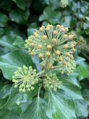 Fruits of English Ivy Yellow Green