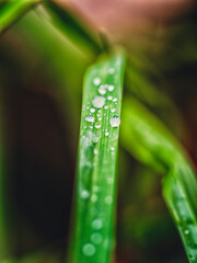 water drop on a grass