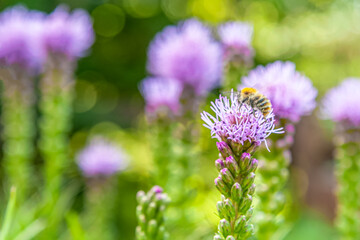 floral background of blooming liatris flowers in a garden close up and a bumlebee on one of them