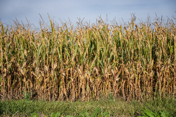 Field of ripe yellow and green corn crop