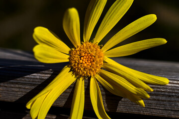 Daisy with yellow petals and pistil, on the wooden back of a bench, in a park