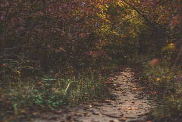 Low angle view of a forest pathway with autumn leaves on the ground, colourful fall season