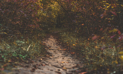 Low angle view of a forest pathway with autumn leaves on the ground, colourful fall season