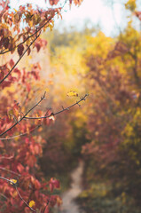 Close up of colourful autumn leaves on the left side, with colourful blurred fall background for copy space