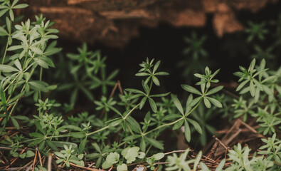 Close up of 6-leaf green plant growing under a tree log with bokeh blurred effect
