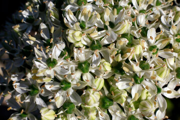 Nahaufnahme der Blüte des Schwarzer Lauch (Allium nigrum)