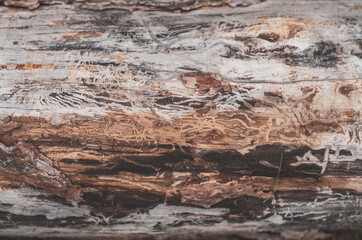 Textured wooden pattern. Tree log with insect marks texture