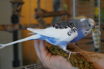 Wellensittich auf der Hand