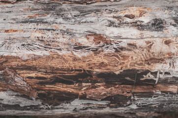 Textured wooden pattern. Tree log with insect marks texture