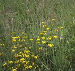 wiosenna łąka, żółte drobne kwiaty, kwitnąca trawa , zieleń