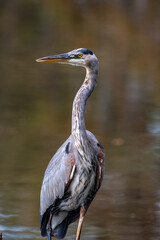 Great Blue Heron Portrait