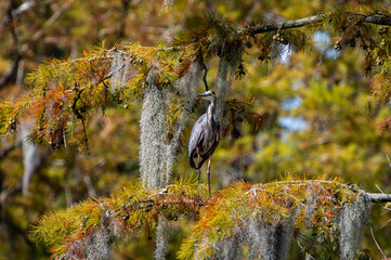 Great Blue Heron in Spanish Moss Covered Cypress, Tree