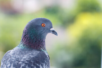 Pigeon in Chiang Mai, Thailand