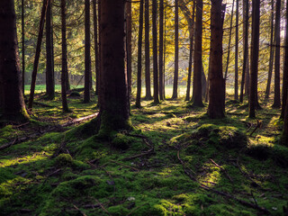Sonnenaufgang im Herbstwald