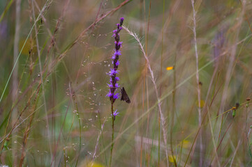 Skipper on Blazing Star Wildflower with Grass Bokeh