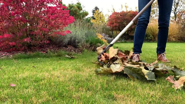 Woman in blue jeans and yellow jacket raking autumn leaves in the garden.