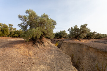 Olive Trees in Countryside Landscape