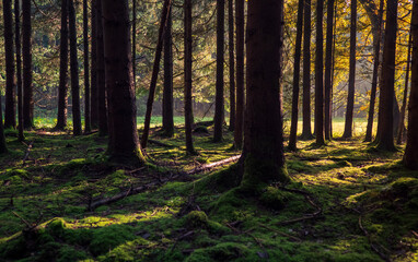 Obraz premium Sonnenaufgang im Herbstwald