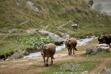 Naklejka premium Migration of a herd of cows in the mountains of Dagestan. Shepherds drive the herd to the farm.