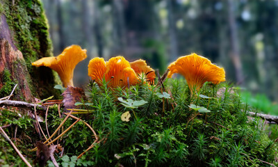 Mushroom family