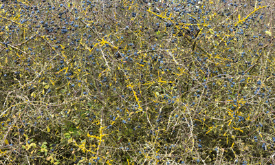 Blue berries on a bush