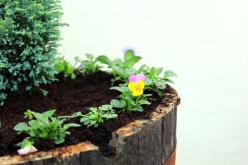 Colourful pansy flowers in a wooden barrel planter.