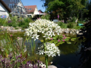 Schwarzer Lauch  (Allium nigrum), blühende Pflanze im Garten
