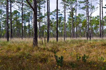 Longleaf Pine Savanna