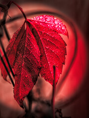 Red leaf